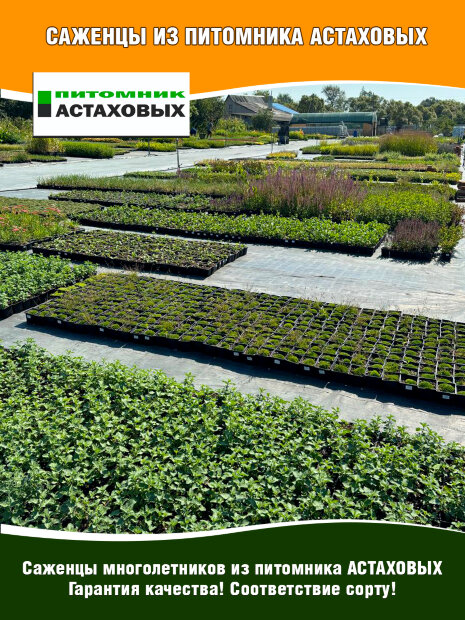 Дельфиниум Пацифик Кинг Артур