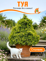 Туя Столвик