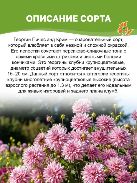 Георгин Пичес энд Крим (декоративный)