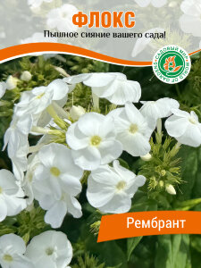 Флокс Рембранд Флокс Рембранд