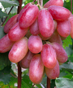 Виноград Юбилей Новочеркасска Виноград Юбилей Новочеркасска