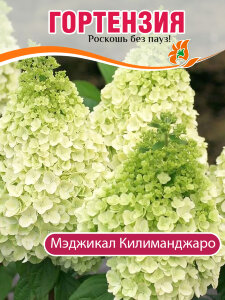 Гортензия Мэджикал Килиманджаро (метельчатая) Гортензия Мэджикал Килиманджаро (метельчатая)