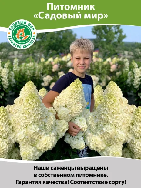 Вейгела Александра (флорида) саженцы 