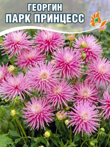 Георгин Парк Принцесс (низкорослый) Георгин Парк Принцесс (низкорослый)